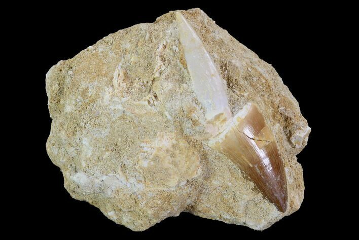 Fossil Mosasaur Tooth With Enchodus Fang - Morocco #96173